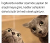 kocaman bir kedi olduğunuzu öğrenmek / #1881330