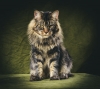 maine coon / #1614133