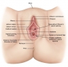 vajina değil vulva / #1475807