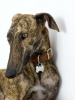 greyhound / #1512670