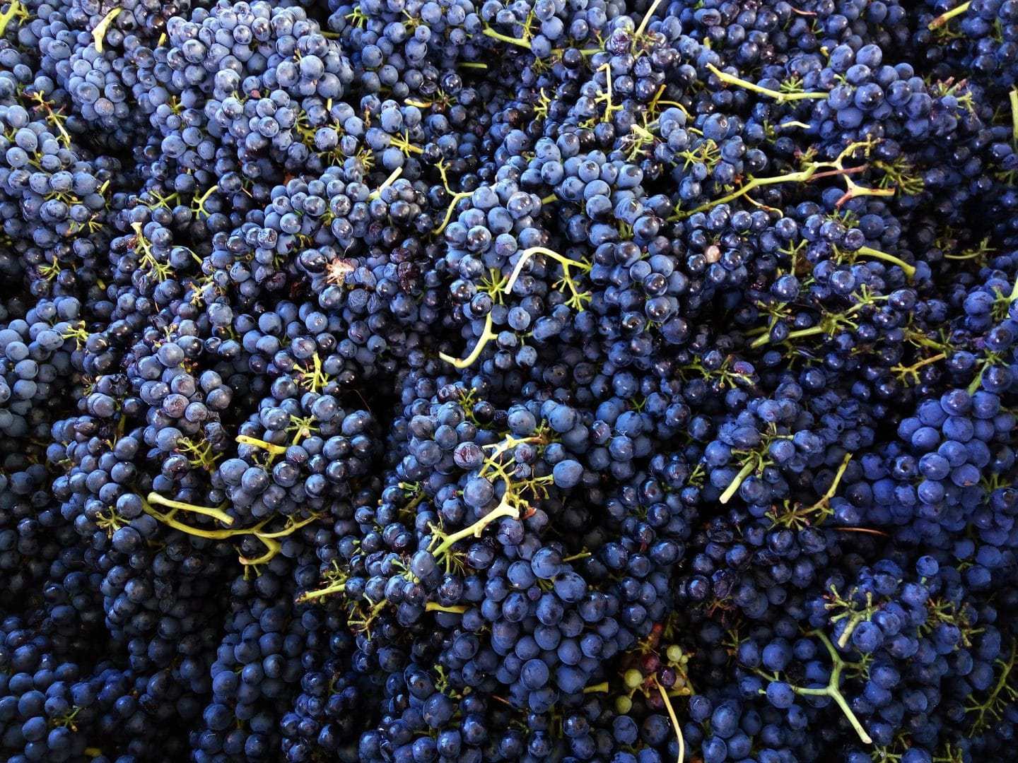 Черный виноград вино. Шираз виноград. Шираз сорт винограда. Виноград Шираз (Сира). Сира сорт винограда.