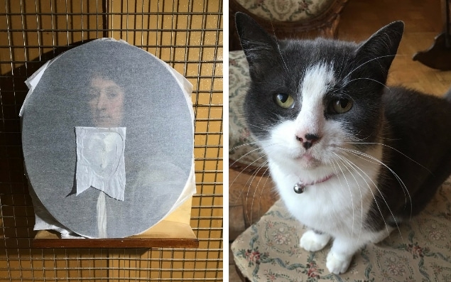 17 nci yy kalma tabloyu parçalayan kedi