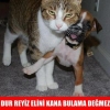 yeter artık kedi görmek istemiyoruz