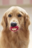 köpek / #1044896