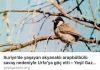 suriye deki kuşların türkiye ye sığınması / #1286064