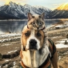 kedi ve köpek