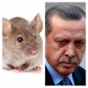 recep tayyip erdoğan ın kandırıldığına inanmak / #1179172