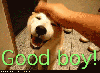 good boy / #1646163