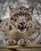 snow leopard / #2156623