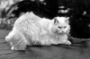tarihi kedi fotoğrafları / #1649125
