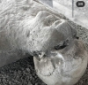 pompeii şehrindeki insan kalıntıları / #1972313