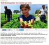 terörden kaçanların mevsimlik işçi olması / #1103254