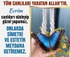 canlılarda simetri / #2255614