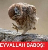 en zeki yazarların troll olarak gösterilmesi / #1005071