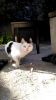 sözlük yazarlarının çektiği kedi fotoğrafları