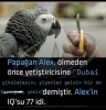 papağan alex in dubai çikolatası hakkındaki sözü