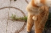 kedi taşağının estetik olarak muazzam durması