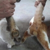 gay kedilerin sevişirken yakalanması