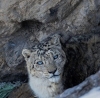 snow leopard / #2156618