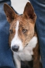 basenji