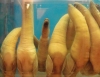 geoduck resim 1