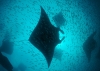 manta