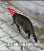 yazarların çok sevdiği herhangi 3 şey / #1031988