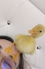 sözlük at hırsızlarının fotoğrafları