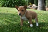 basenji