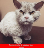 mesaj attırma ritüeli