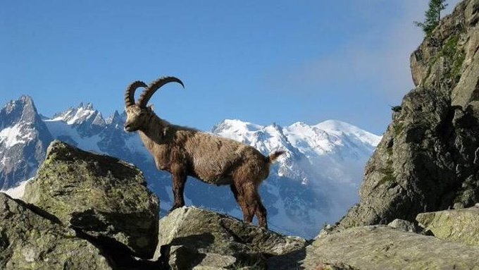 tunceli de dağ keçilerini avlama ihalesi