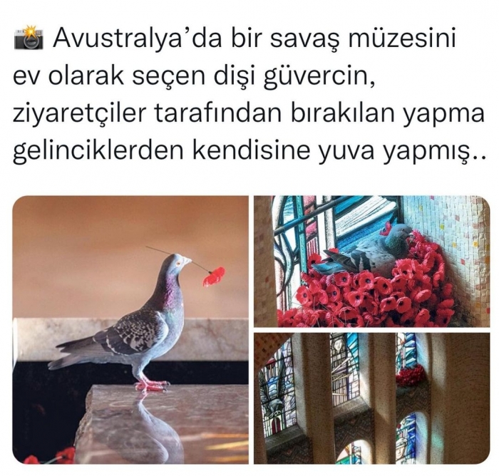 pozitif fotoğraflar