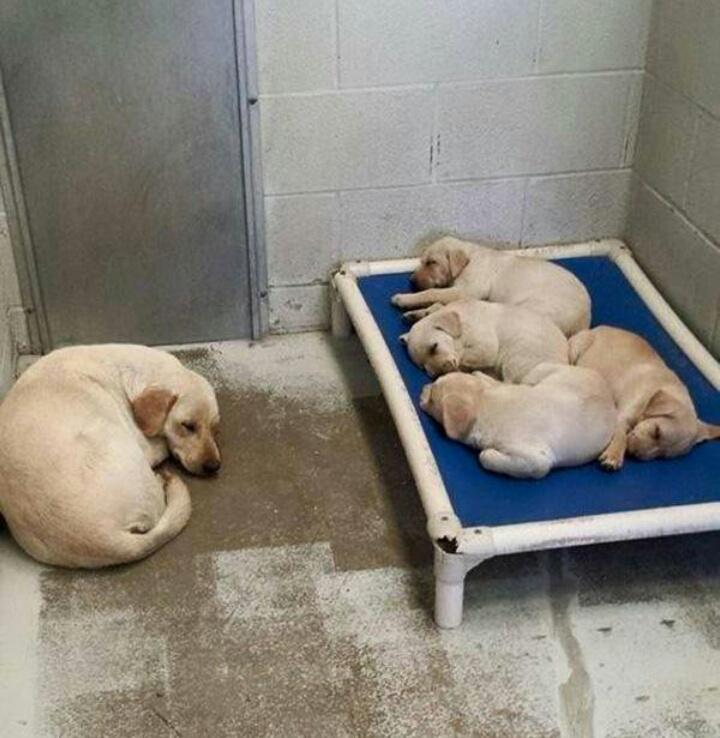 anne köpek ve yavruları 1322298 uludağ sözlük galeri