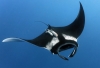 manta