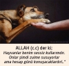 köpek yavrusunu dövüp yakarak öldürmek / #1672159