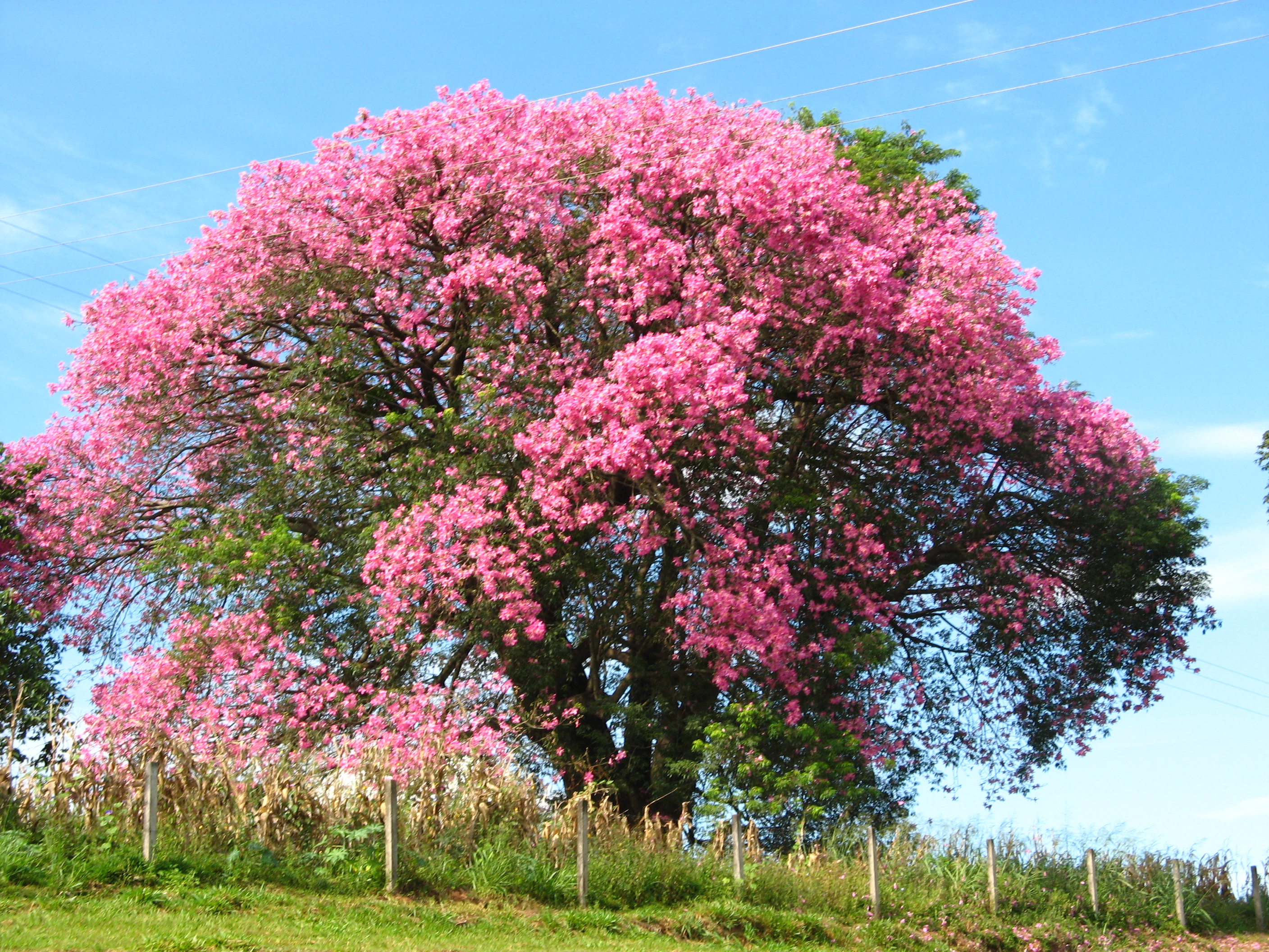 Дерево с розовыми цветами название фото с названием