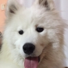 samoyed / #1798860