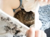 şanslı kediler bazen kedi olmak / #1446537