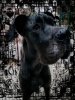 great dane / #2170185