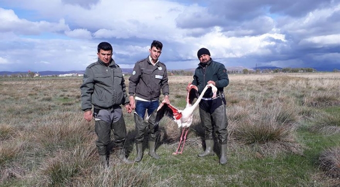 göç yolundaki 4 flamingoyu tüfekle vuran vandallar