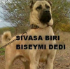 köpekler dile gelse söyleyecekleri ilk şey