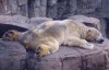 kutup ayısı arturo delirerek öldü