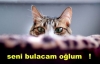 kedi saçmalığından artık gına gelmesi / #2060375