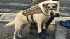 meksika da enkazdan 52 can kurtaran köpek