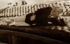 mustafa kemal atatürk / #1521249