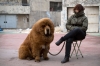 chow chow / #1595335