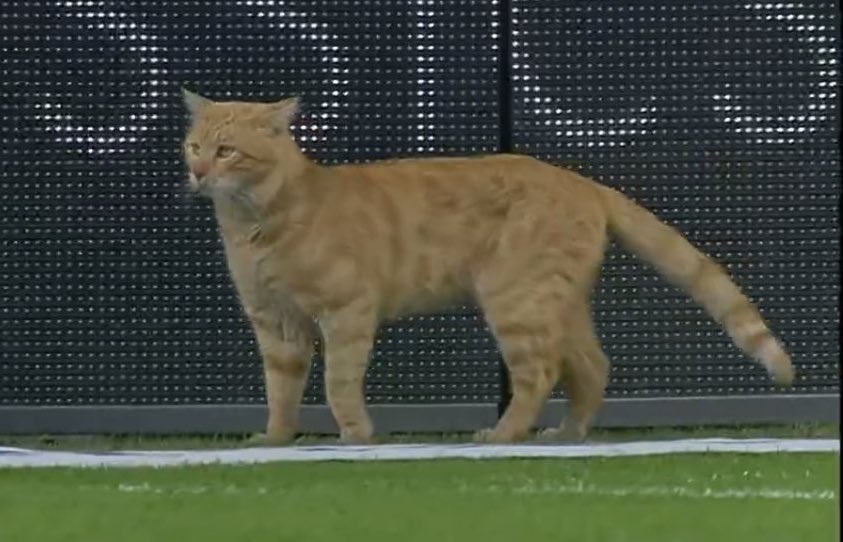 fenerbahçe alanya maçında sahaya giren kedi