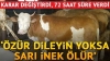 hollandaya özür dileyin yoksa inek ölür demek / #1360389