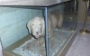 atatürk ü ısıran köpeğin mumyalanması / #1500211