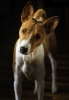 basenji